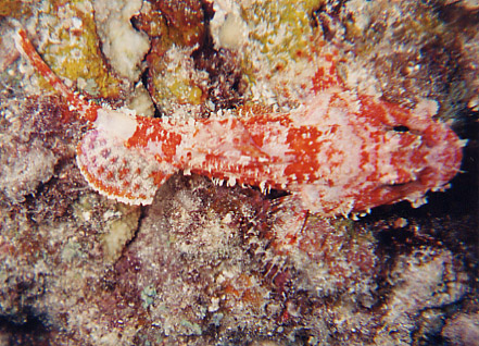 Decoy Scorpionfish