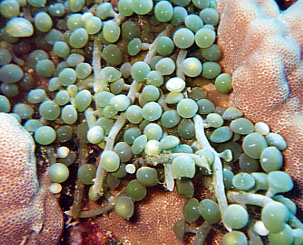 Seagrapes