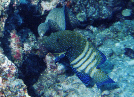 Peacock Grouper and Whitemouth Moray Eel