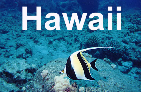 Moorish Idol