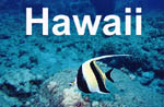 A Spanish Dancer, Moorish Idols, crabs, eels, toby and lots of different Butterfly fish.