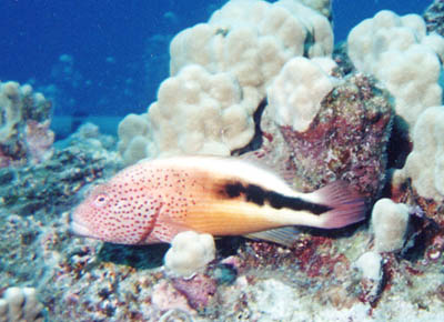 Blackside Hawkfish