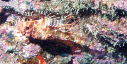 Hawaiian Lionfish