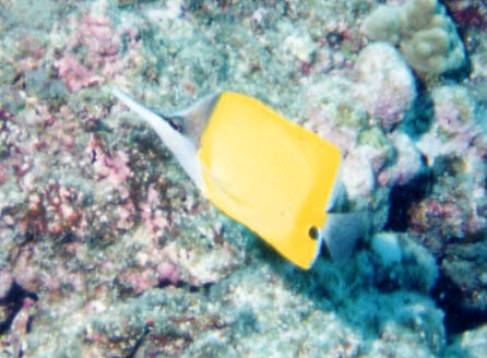 Longnose Butterflyfish