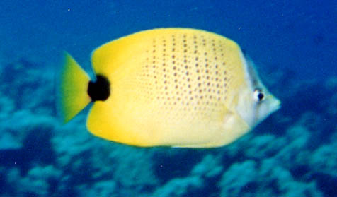 Milletseed Butterflyfish