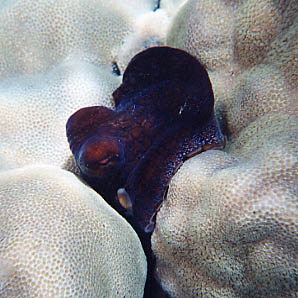 Day Octopus