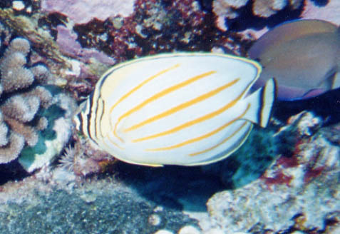 Ornate Butterflyfish