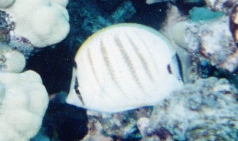 Pebbled Butterflyfish
