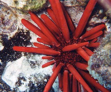 Slate Pencil Urchin