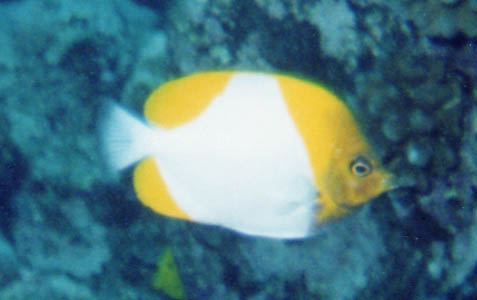 Pyramid Butterflyfish