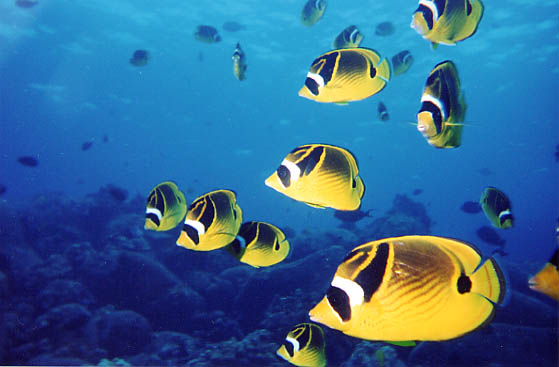 Raccoon Butterflyfish