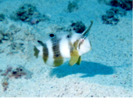 Razor Wrasse