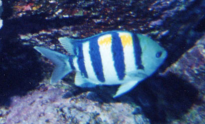 Hawaiian Sergent Major