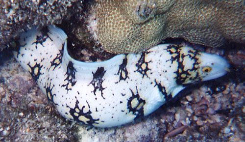 Snowflake Moray