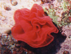 Spanish Dancer Eggmass