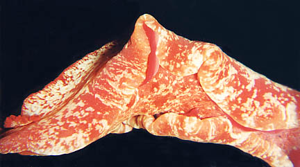 Spanish Dancer