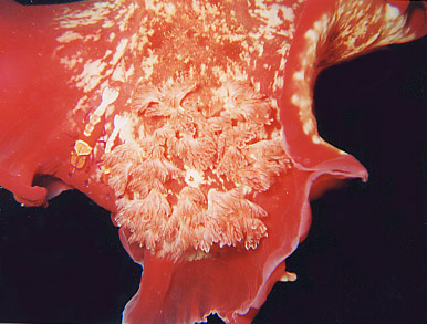Spanish Dancer
