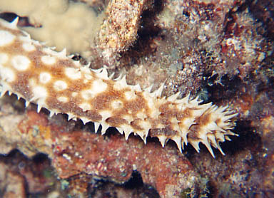 Light-Spotted Sea Cucumber