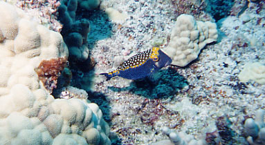 Spotted Boxfish