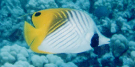 Threadfin Butterflyfish
