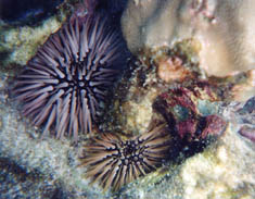 Rock-boring Urchins