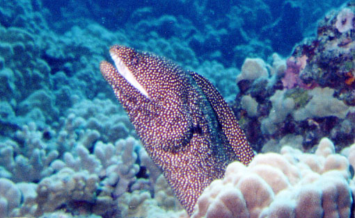 Whitemouth Moray Eel