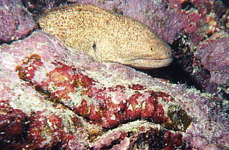 Yellowmargin Moray Eel