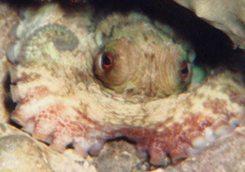 The Octopus Den