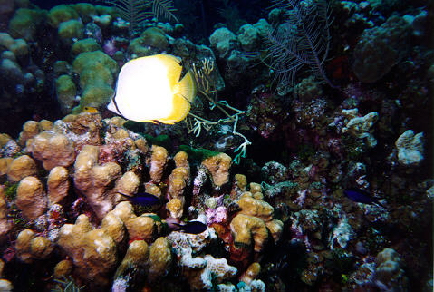Spotfin Butterfly