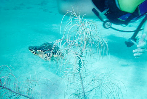 Hawkbill Turtle