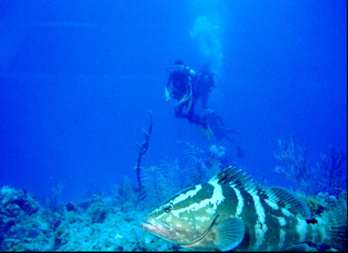 Nassau Grouper and Divers