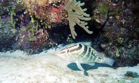 Nassau Grouper