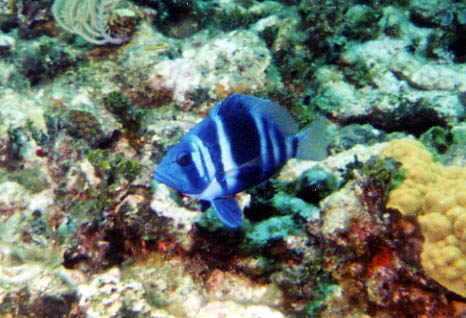Indigo Hamlet