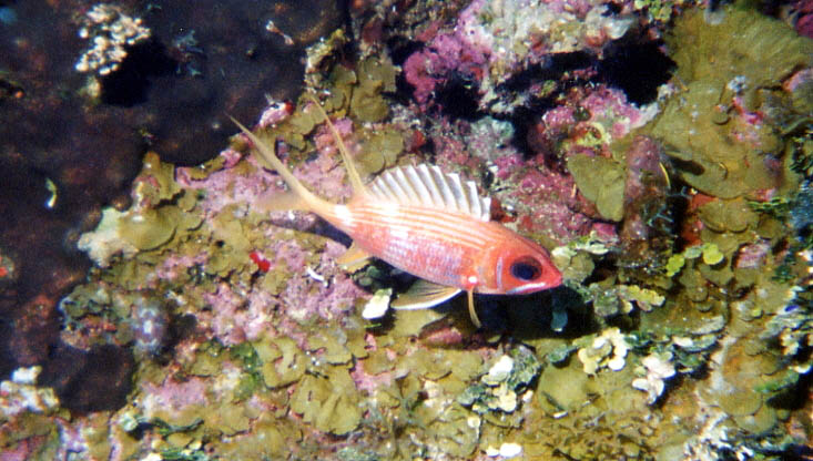 Longspine squirrelfish