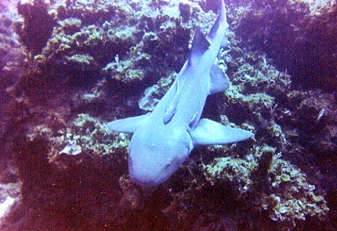 Nurse Shark