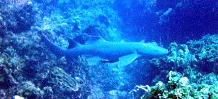 Nurse Shark
