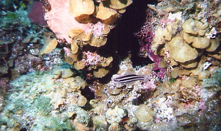 Princess Parrotfish