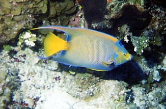 Queen Angelfish