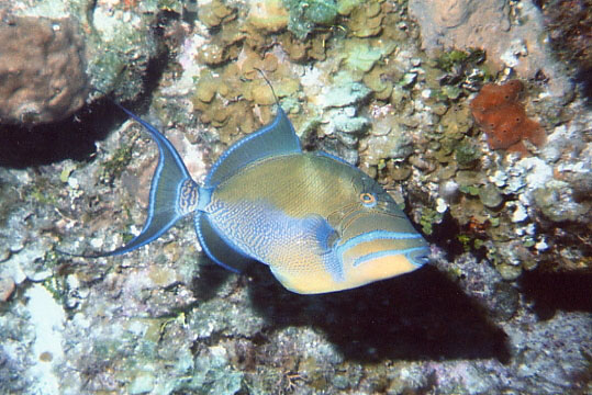 Queen Triggerfish