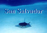 Hammerhead Sharks, turtles, rays.