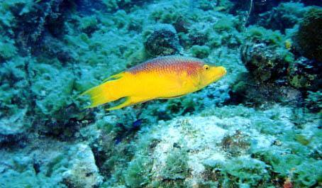 Spanish Hogfish