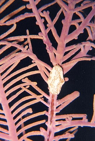 Flamingo Tongue