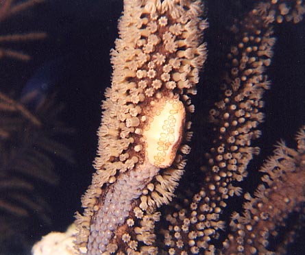 Flamingo Tongue