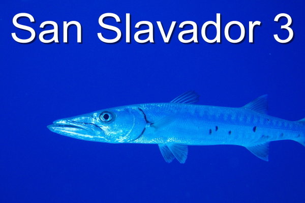 Baracuda