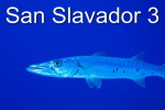 Lemon, Black Tip, and Grey Reef Sharks