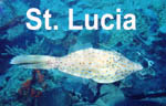 St. Lucia Pictures -The unique Spanish Lobster, Giant Puffers, Crinoids, Cardinal Fish, and a Stone Fish in the West Indies.