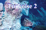 Black Durgens, anemone, sponges, and a nurse shark.