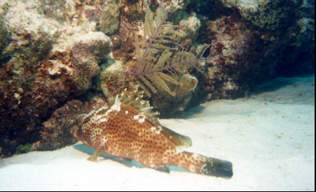 Help ID this fish. Send me email.