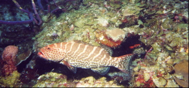Tiger Grouper