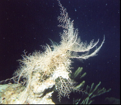 Basket Star